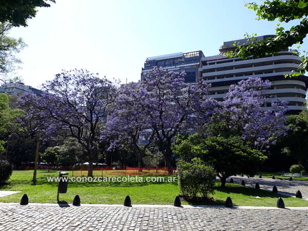 jacarandas plaza Juan XXIII